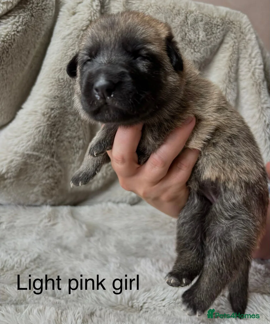 Mixed Breed dogs for sale: German Shepherd X Puppies for Sale in Sandy - Advert 1