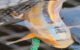 Koi Carp fish for sale: KOI FOR SALE - Image 4