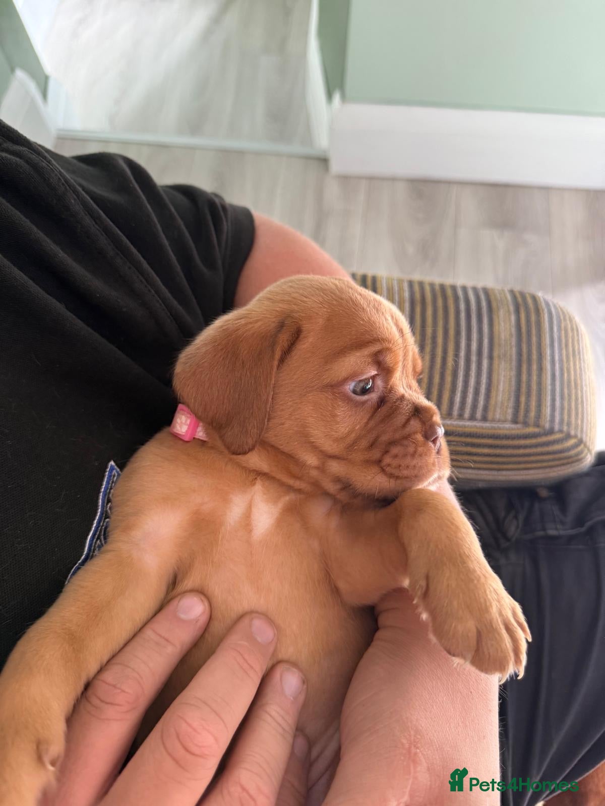 Dogue De Bordeaux dogs Beautiful Dogue-De-Bordauex Puppies For Sale - Advert 2