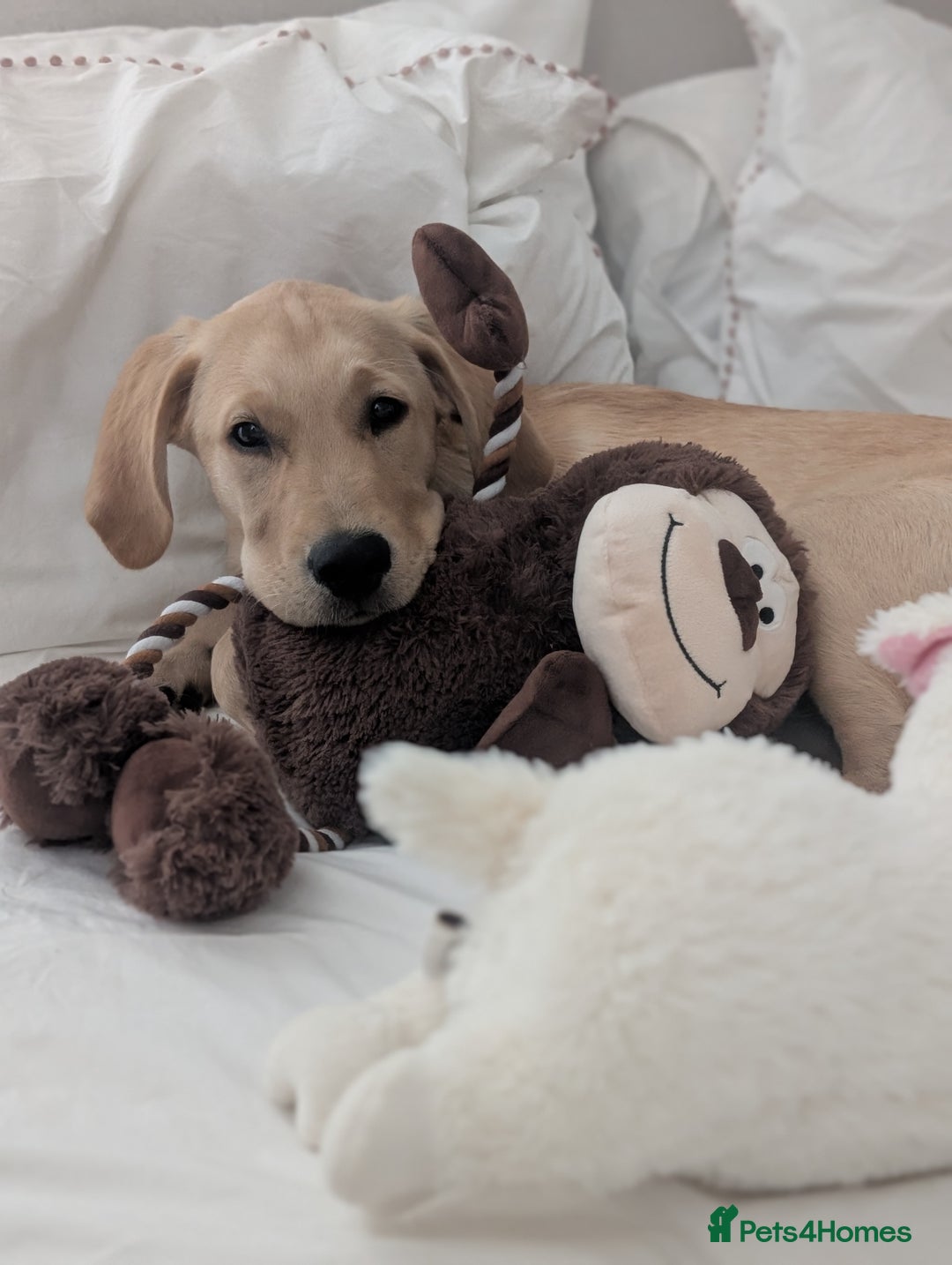 Goldador dogs for sale: Kobe  - Image 4