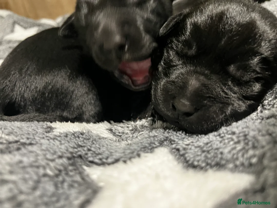 Labrador Retriever dogs for sale: KC Registered Black Labrador Puppies FTCh Pedigree - Advert 2