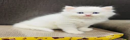 Persian cats for sale: 🐾 Beautiful Persan Kittens 🐾 - Advert 3
