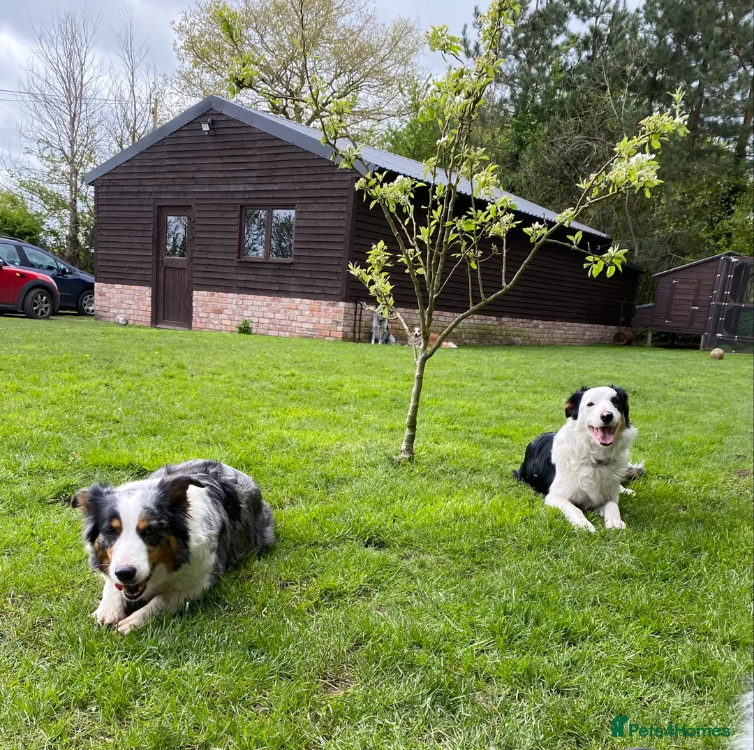 Border Collie dogs for stud: Tri coloured border collie for stud in Stafford - Advert 9