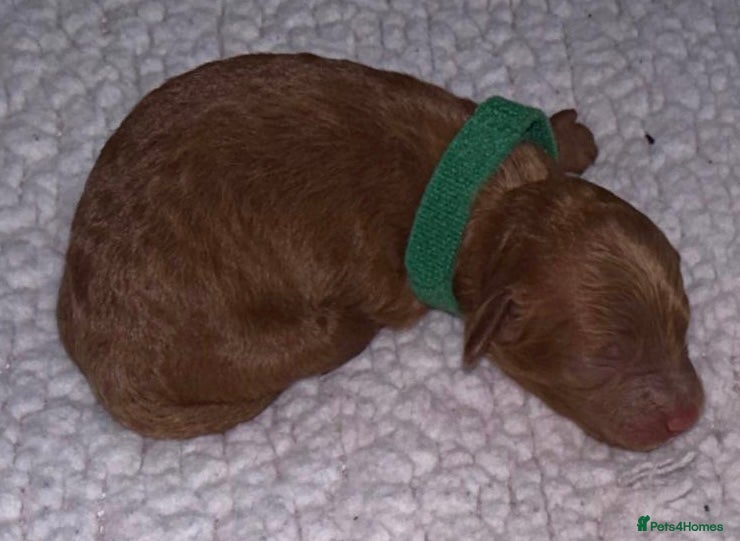 Cockapoo dogs Neddy x Cali beautiful litter of F1B Cockapoo’s - Advert 2