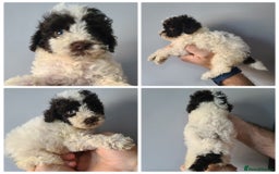 Cockapoo dogs for sale: SUPER PLUSH COATS. F1b Cockapoos. Health Tested - Image 3
