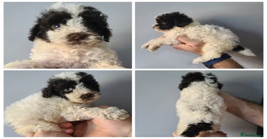 Cockapoo dogs - Advert 2