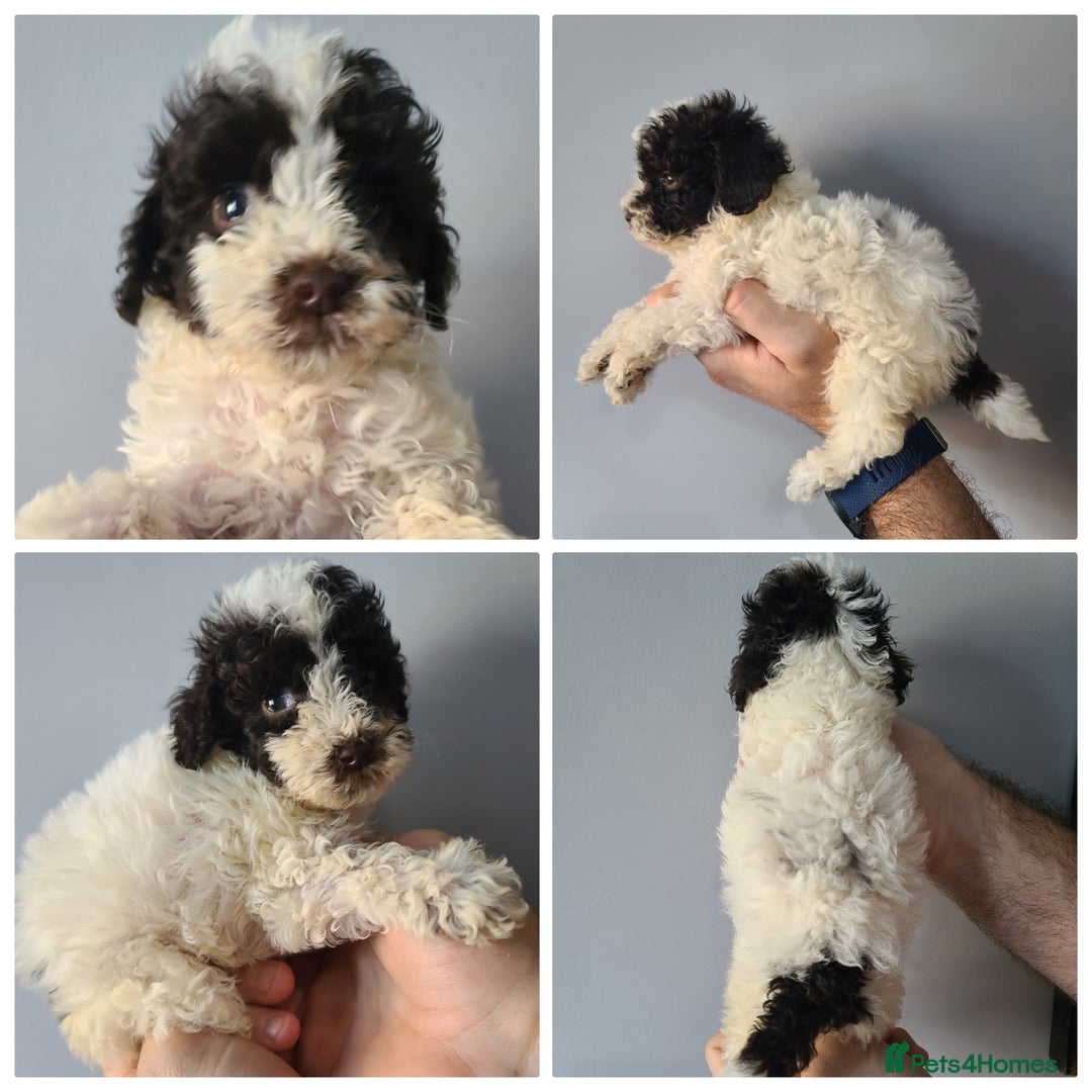 Cockapoo dogs for sale: SUPER PLUSH COATS. F1b Cockapoos. Health Tested - Image 3