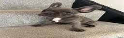 French Bulldog dogs for sale: Beautiful French Bulldog girl in Wickford - Advert 3