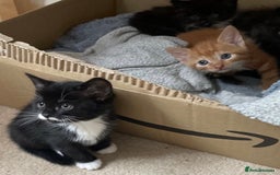 Mixed Breed cats for sale: 6 beautiful kitten for sale - Image 1