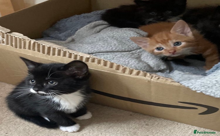Mixed Breed cats - Advert 3