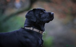 Labrador Retriever dogs for stud: Labrador stud dog produces black yellow chocolate - Image 4
