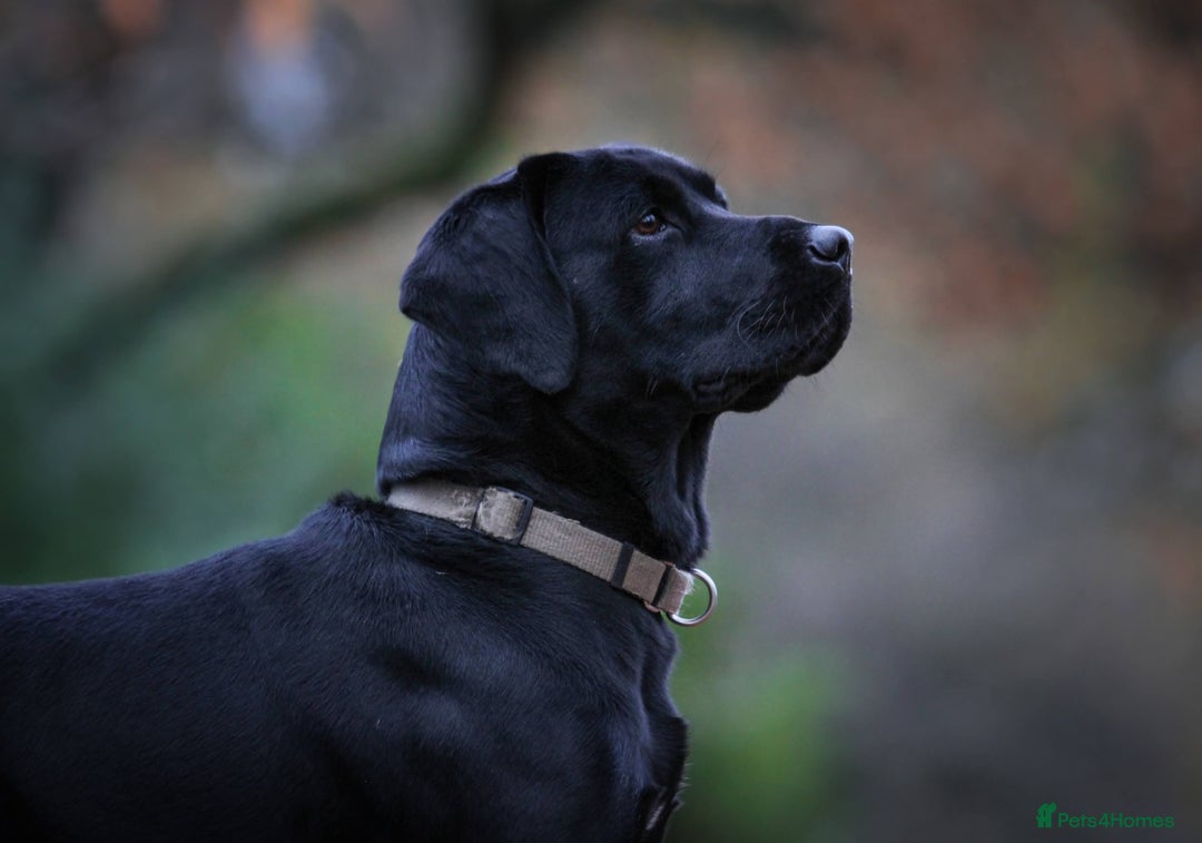 Labrador Retriever dogs for stud: Labrador stud dog produces black yellow chocolate - Image 4