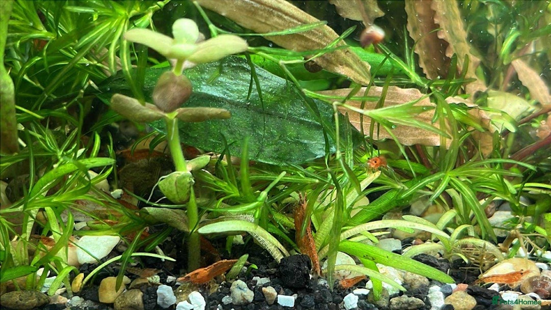 Shrimps fish for sale: freshwater shrimp in assorted colors  - Image 11