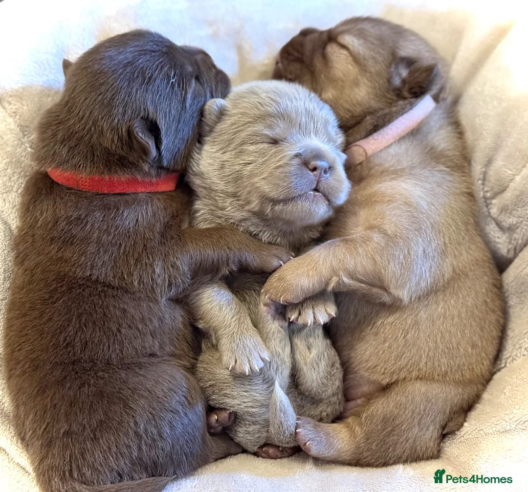 Mixed Breed dogs for sale: 5 Beautiful Frow Frow puppies  - Advert 1