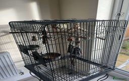 Budgerigars birds for sale: male and female budgies for sale - Image 3
