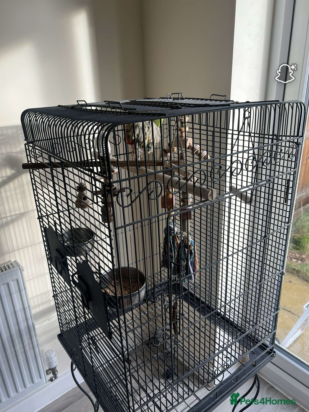 Budgerigars birds for sale: male and female budgies for sale - Image 3