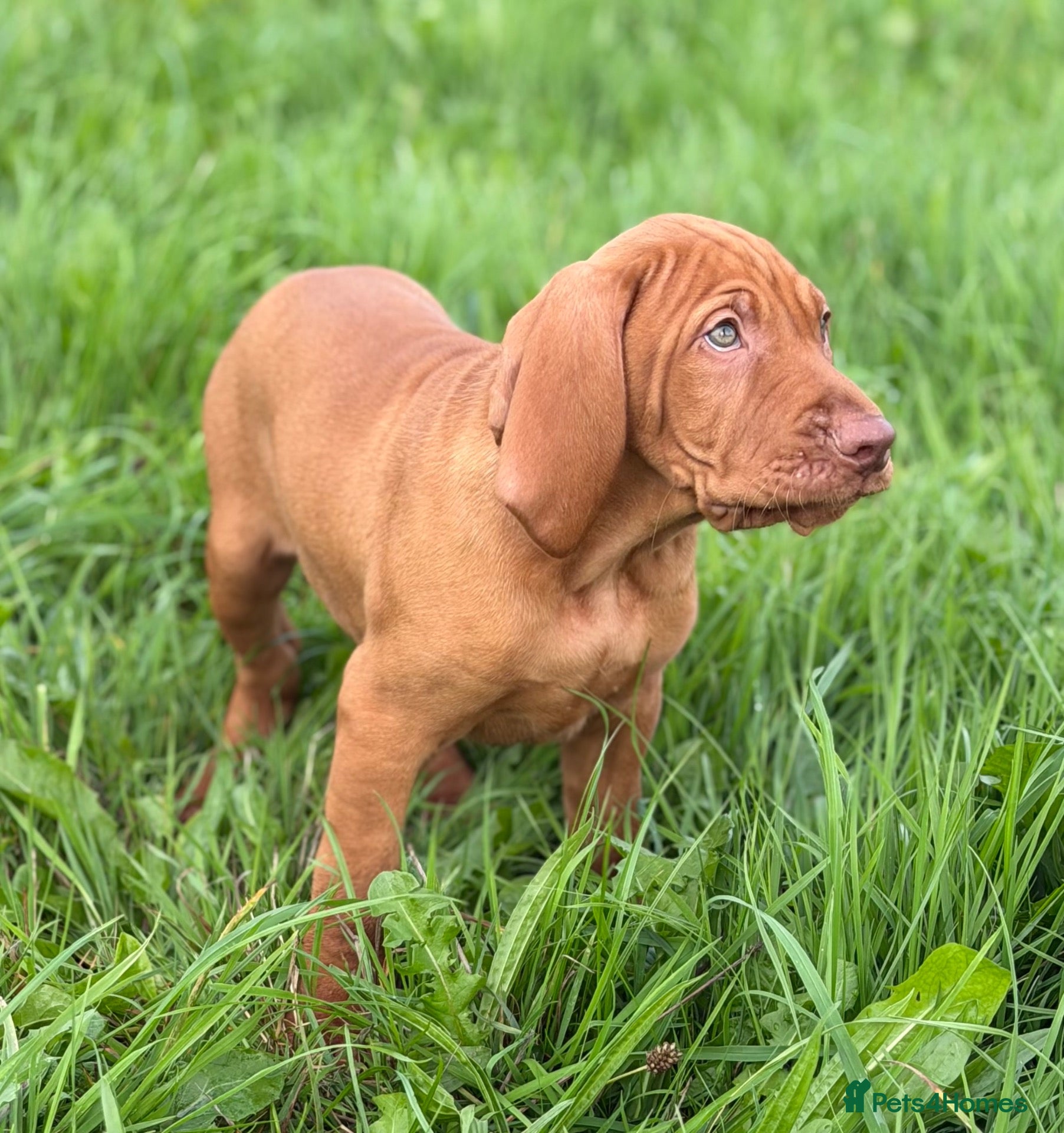 Hungarian Vizsla dogs KC Hungarian Vizsla Pups - Advert 1