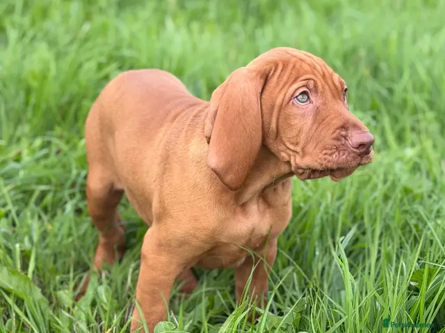 Hungarian Vizsla dogs Legally Docked KC Hungarian Vizsla Pups - Advert 1