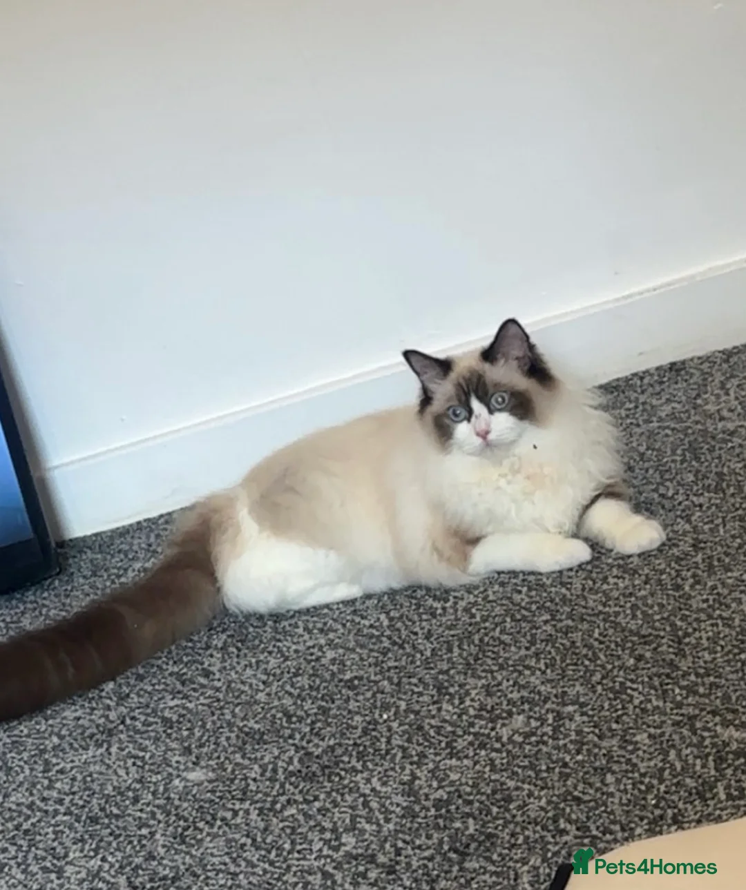Ragdoll cats for sale: 🐾Adorable ragdoll girl in Newcastle upon Tyne - Advert 2
