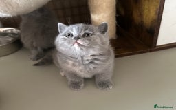 British Shorthair cats for sale: GCCF registered British longhairs and Shorthairs - Image 12