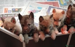 German Shepherd dogs for sale: RARE TAMASKAN PUPS. EMBARK PEDIGREE AND REGISTERED - Image 1