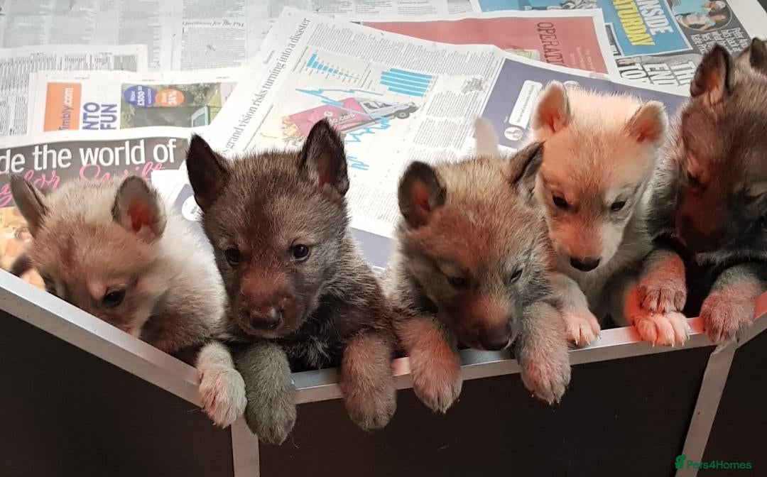 German Shepherd dogs for sale: RARE TAMASKAN PUPS. EMBARK PEDIGREE AND REGISTERED - Image 1