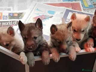 German Shepherd dogs - Advert 4