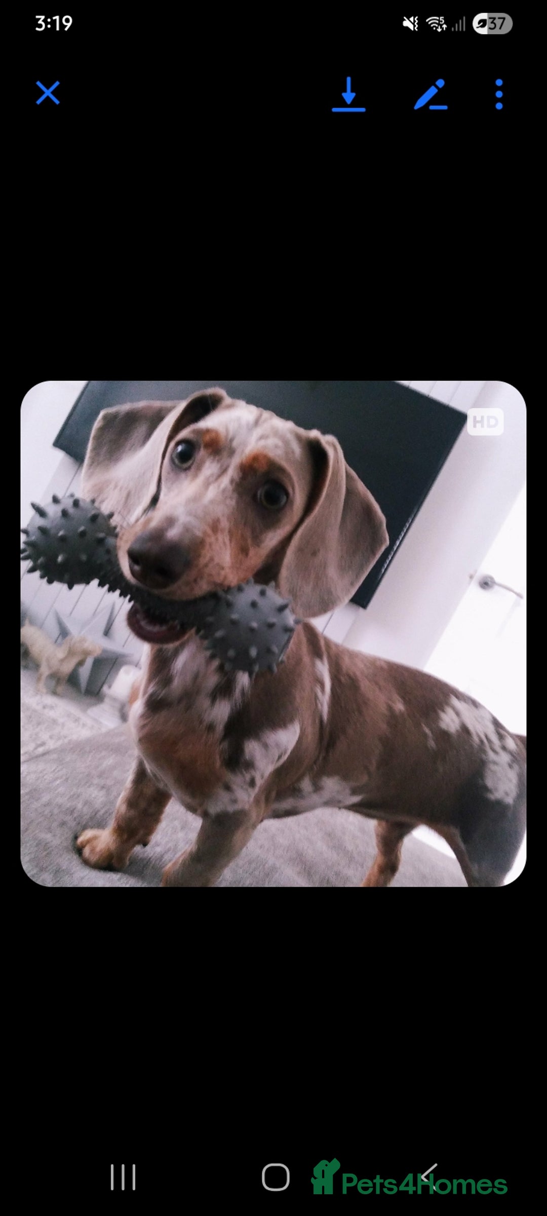 Dachshund dogs for sale: Dachshund puppies  - Advert 1