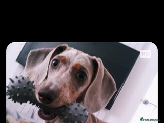 Dachshund dogs Dachshund puppies - Advert 3