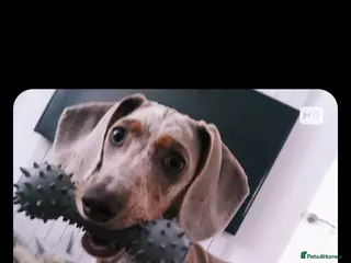 Dachshund dogs Dachshund puppies - Advert 6