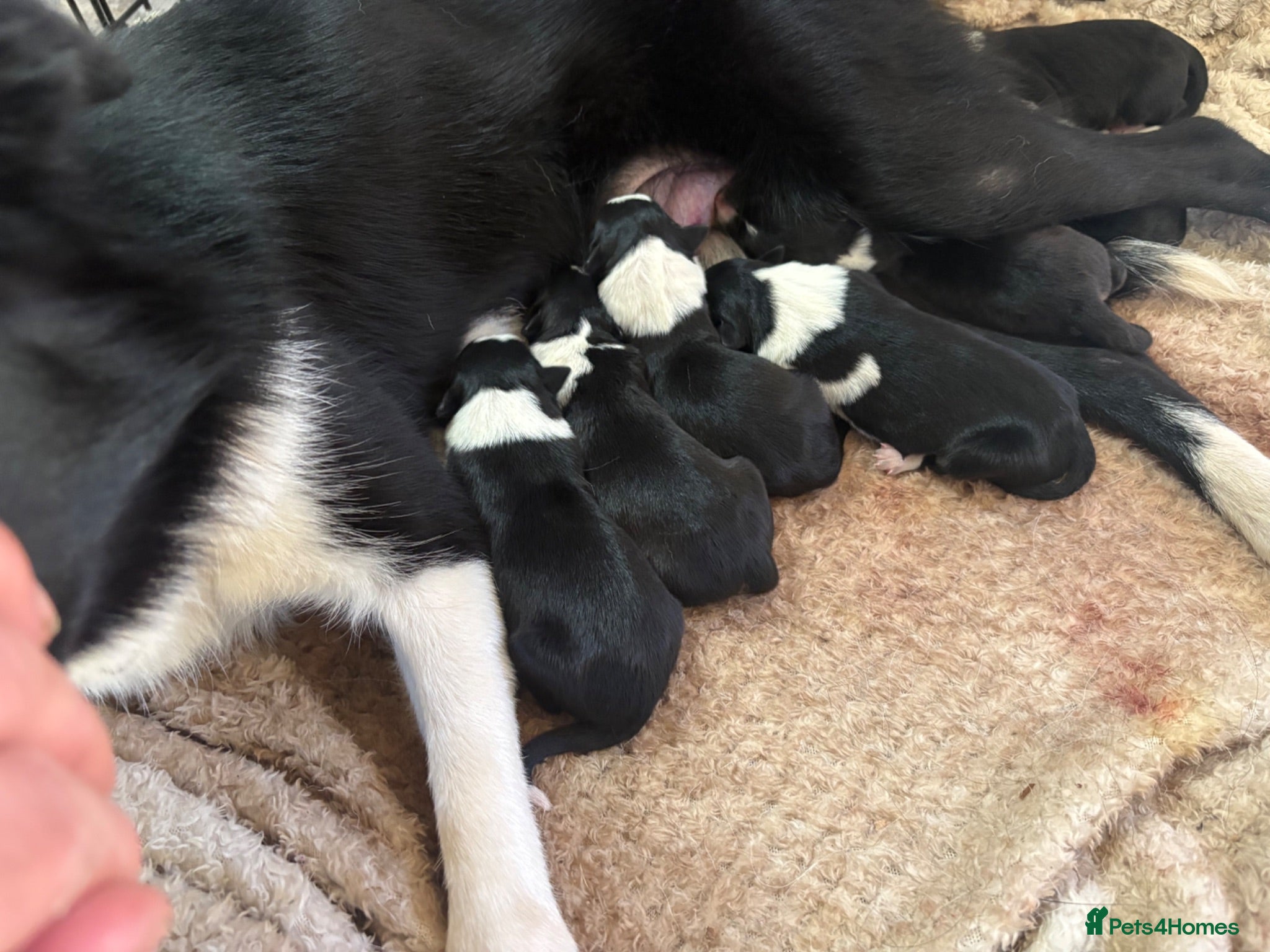 Border Collie dogs Registered World Class bred Pups for sale - Advert 9