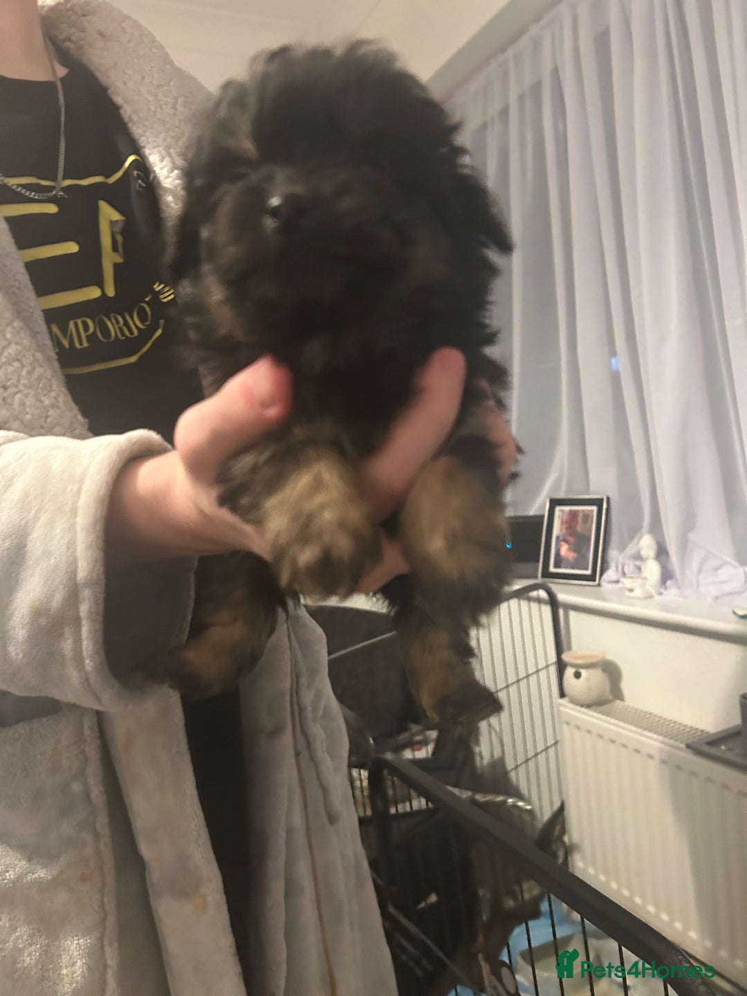 Mixed Breed dogs for sale: Beautiful Puppies x7 - Advert 4