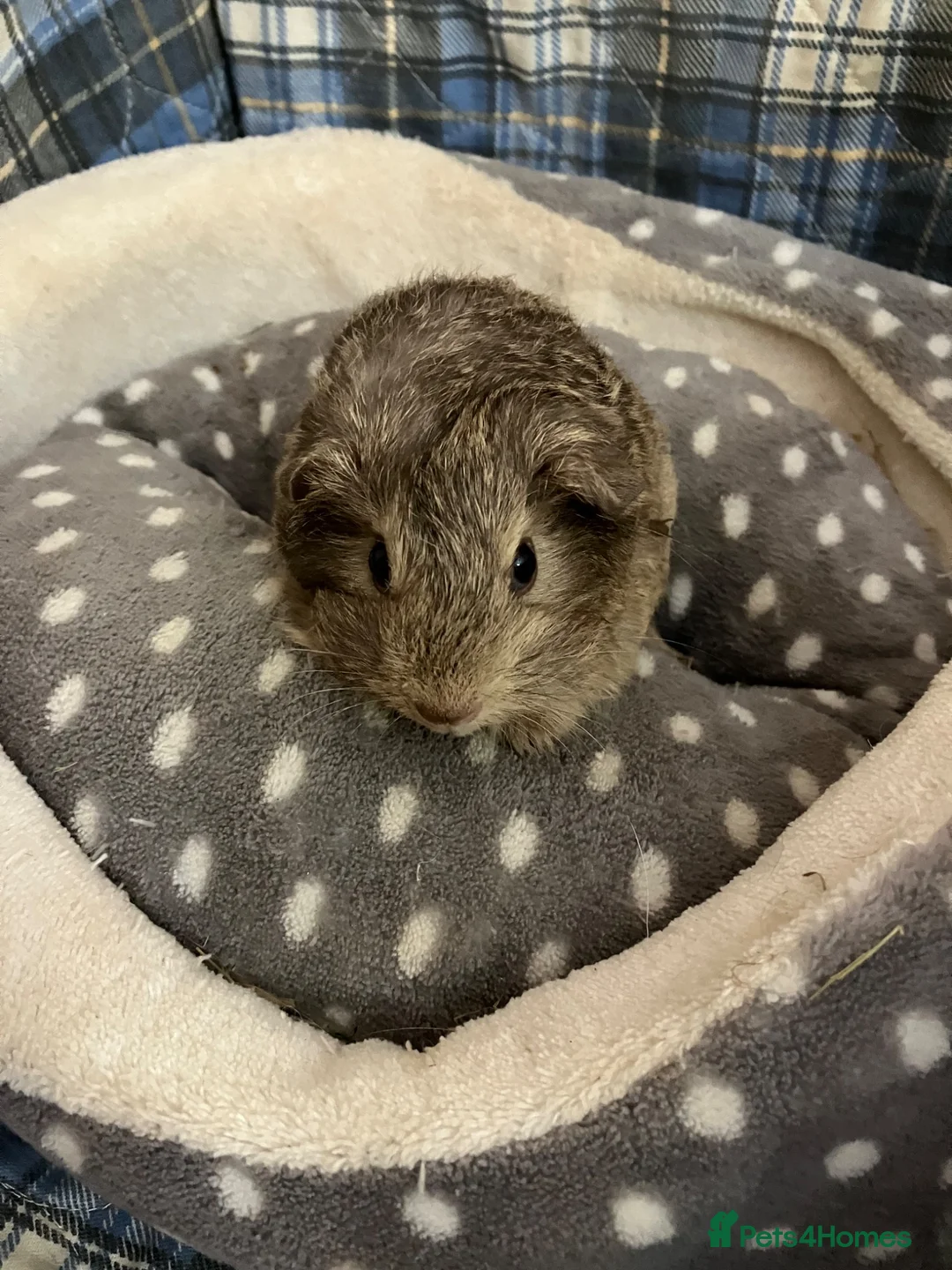Guinea Pig rodents for sale: Lots of lovely baby guinea pigs - Advert 2