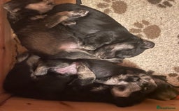 Miniature Schnauzer dogs for sale: Adorable home reared Miniature Schnauzer Puppies  - Image 6