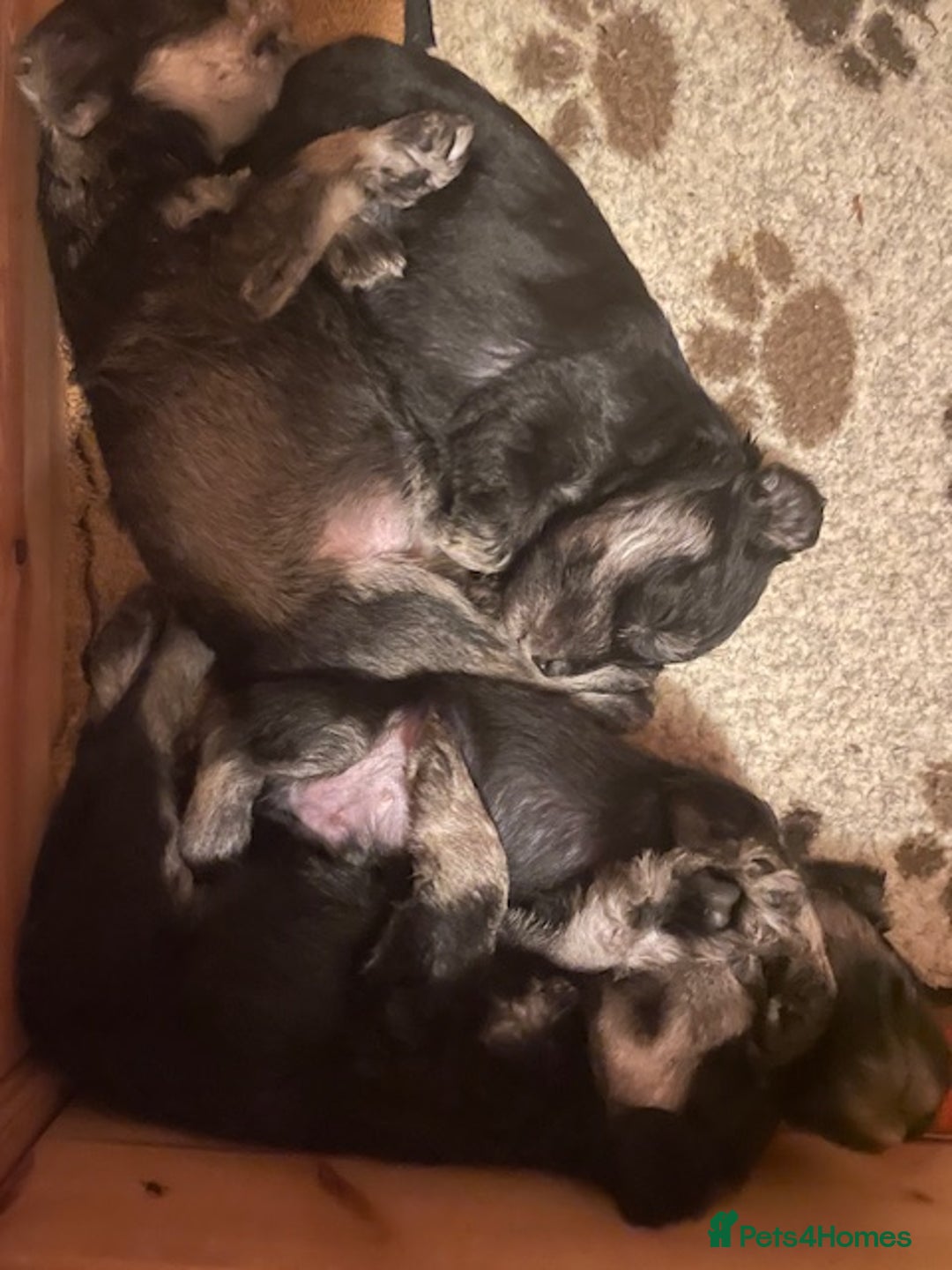 Miniature Schnauzer dogs for sale: Adorable home reared Miniature Schnauzer Puppies  - Image 6
