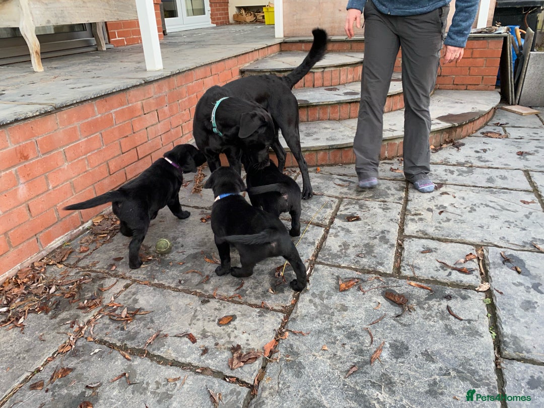 Labrador Retriever dogs for stud: Proven KC registered black field lab, for stud in Wirral - Advert 4