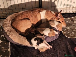 Smooth Collie dogs Male smooth collie puppies - 2 sable, 1 tricolour - Advert 16