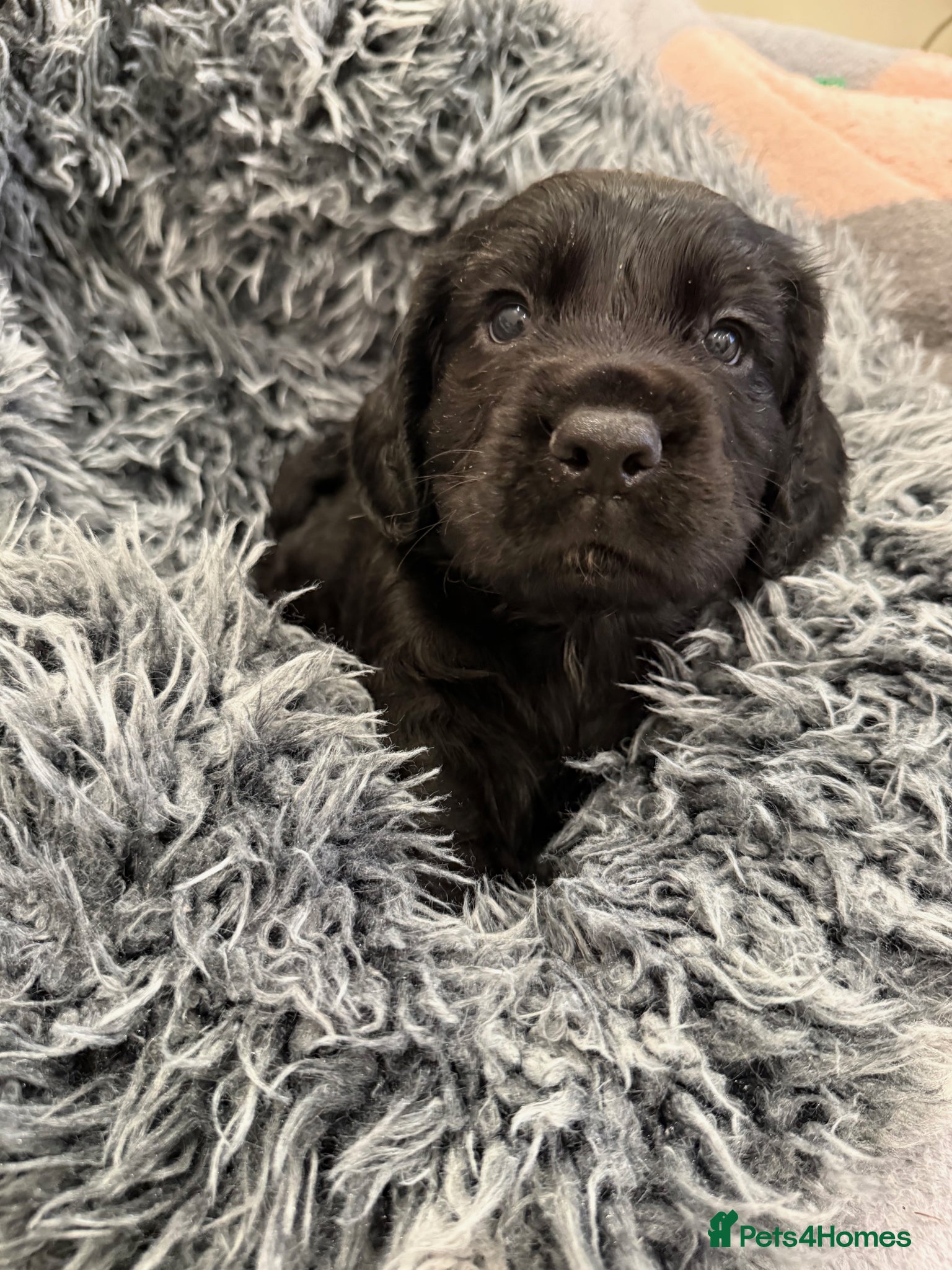 Cocker Spaniel dogs Beautiful Working KC Registered Cocker Spaniels - Advert 2