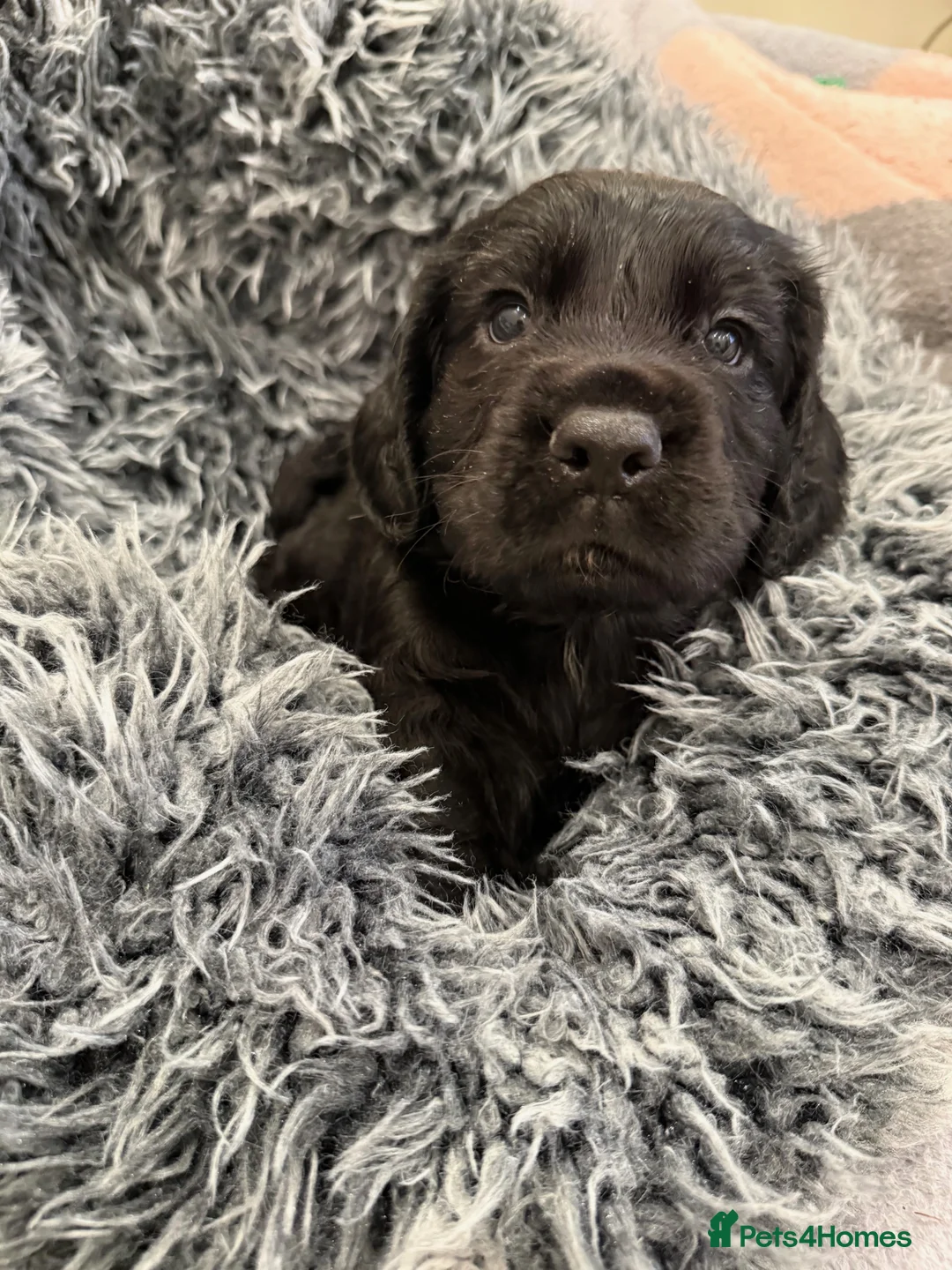 Cocker Spaniel dogs for sale: Beautiful Working KC Registered Cocker Spaniels - Advert 2