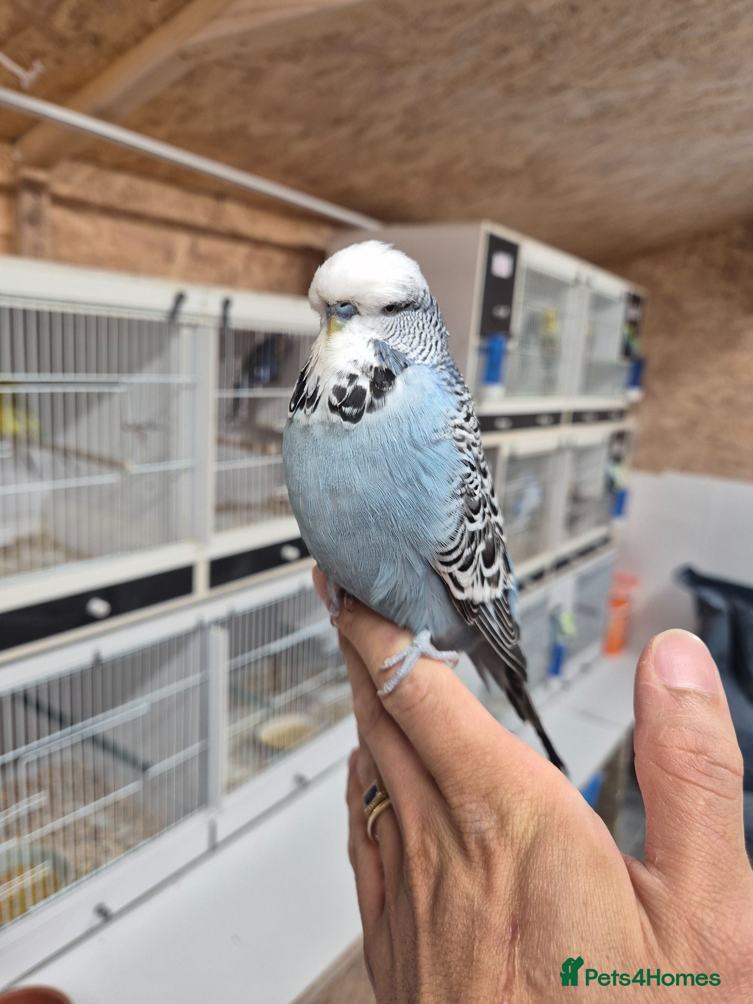 Budgerigars birds Cock Grey Tamed - Advert 1
