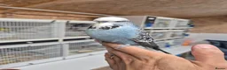 Budgerigars birds for sale: Cock Grey Tamed - Advert 1