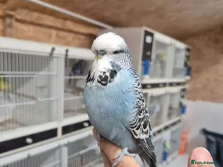 Budgerigars birds for sale: Cock Grey Tamed - Advert 2