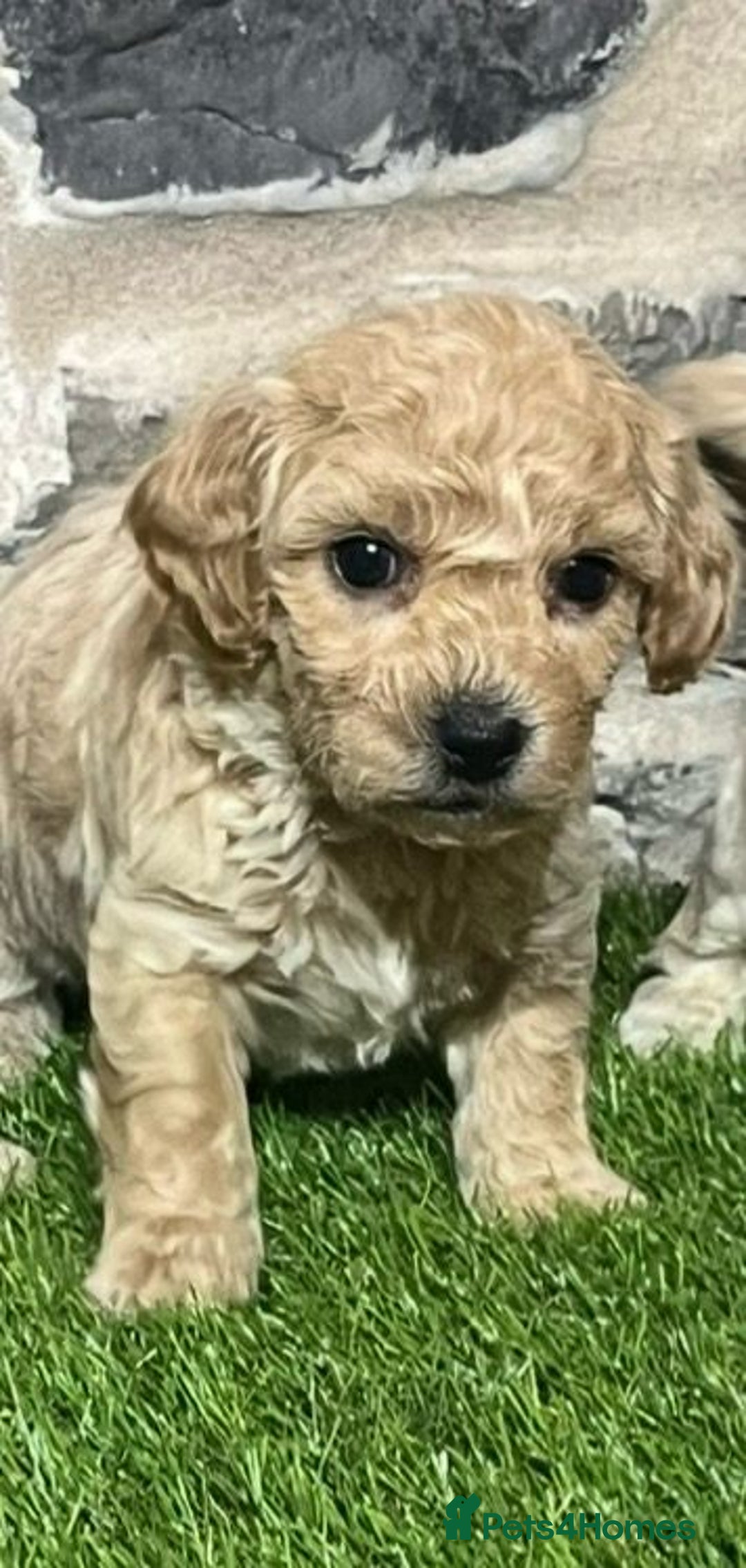 Poochon dogs for sale: Poochons Ready  **  Eve - Advert 13