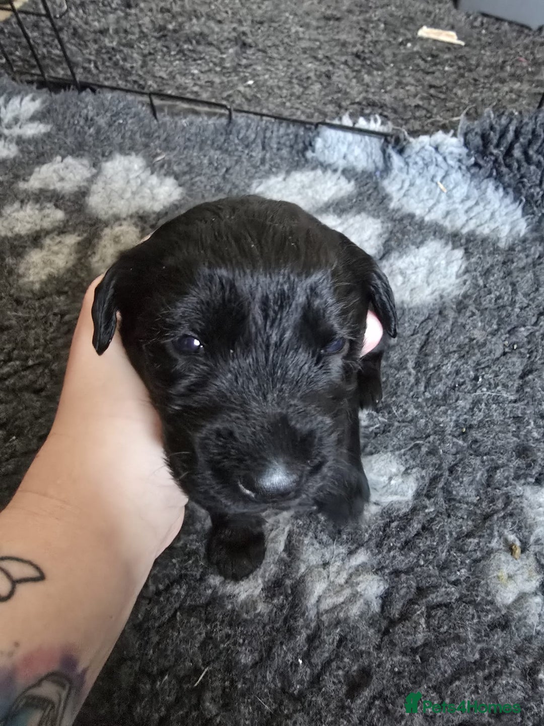 Mixed Breed dogs for sale: 8 Beautiful Puppies Looking for Forever Homes! - Advert 25