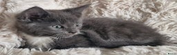 Maine Coon cats for sale: MAINE COONE KITTENS POLYDACTYL&NON POLYDACTYL   - Advert 24