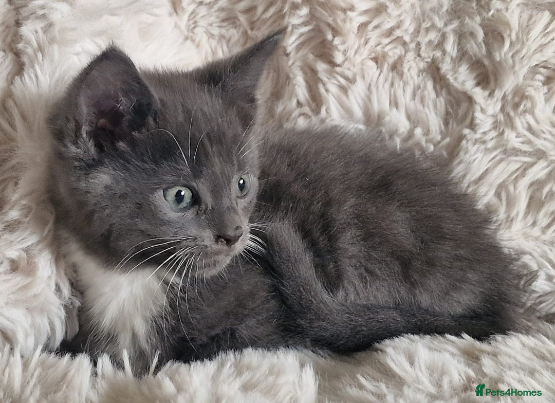 Maine Coon cats for sale: MAINE COONE KITTENS POLYDACTYL&NON POLYDACTYL   - Advert 24