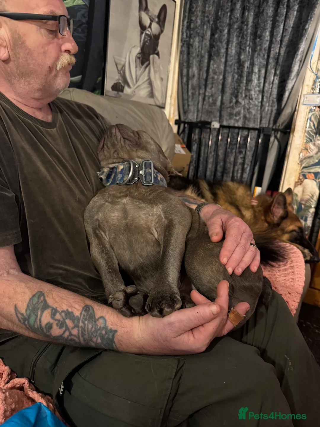 Mixed Breed dogs for sale: Frenchie/old English bulldog  - Advert 4