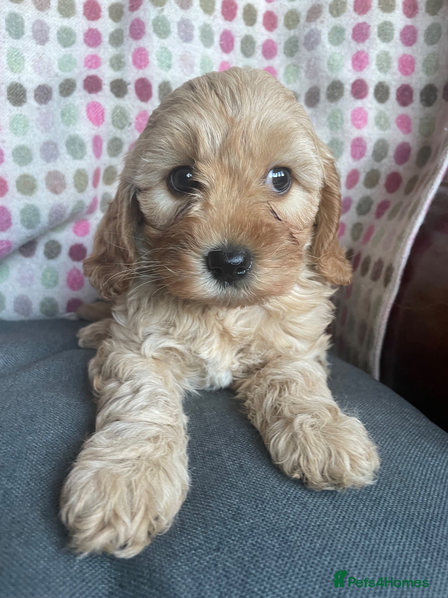 Cavapoochon dogs 🩷🩷Gorgeous Cavapoochon girl🩷🩷 - Advert 1