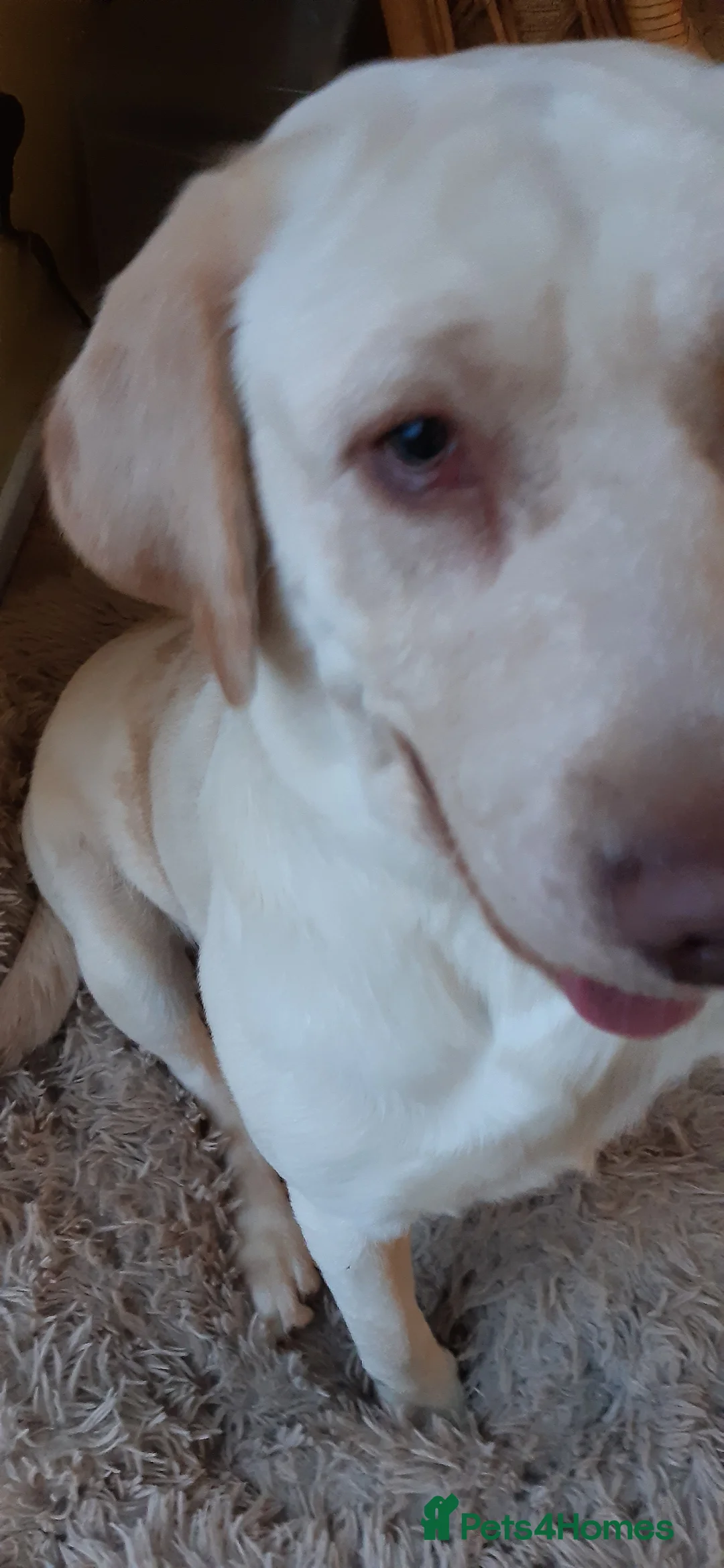 Labrador Retriever dogs for sale: Male Labrador Retiever 12 months - Advert 5