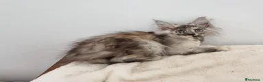 Tortie female 